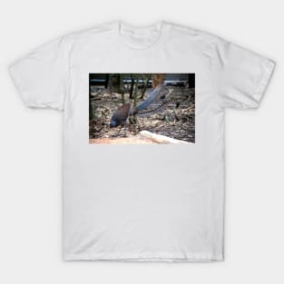 Lyrebird Display T-Shirt